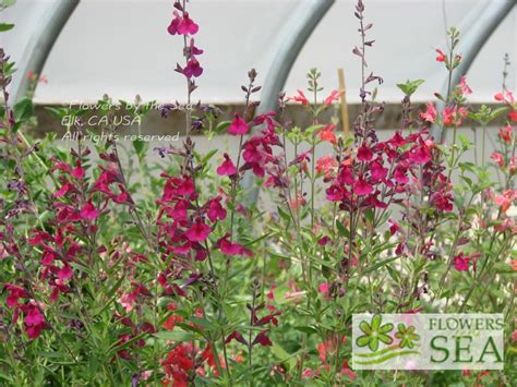 Salvia Greggii Wild Thing Wild Thing Autumn Sage