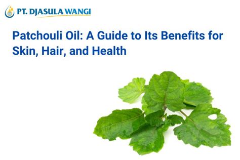 Patchouli Oil A Guide To Its Benefits For Skin Hair And Health Pt