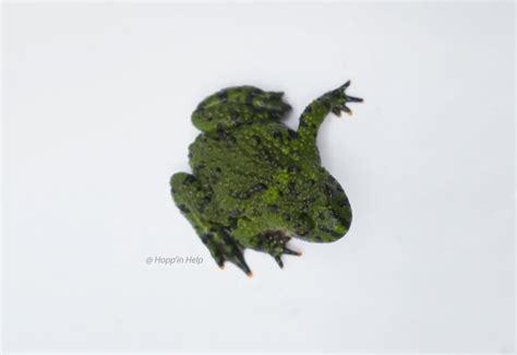 Fire Bellied Toad Care Sheet Hopp In Help