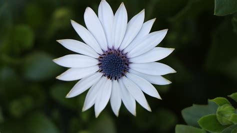 African Daisy Flower Botany - Free photo on Pixabay - Pixabay