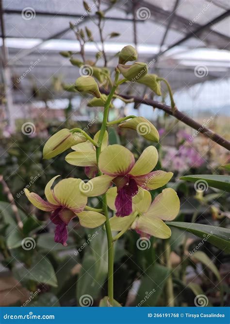 Yellow Green Dendrobium Orchid Stock Photo - Image of plant, spring