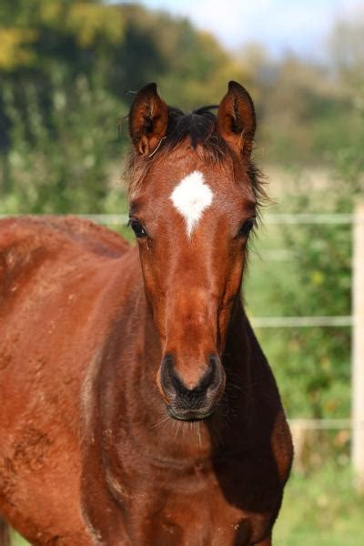 Chevaux à vendre Sport CSO Dressage Complet Loisir Élevage