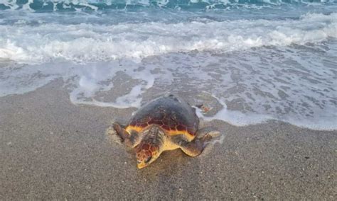 Una Tartaruga Deposita Le Uova In Spiaggia Tra I Bagnanti Puglianet