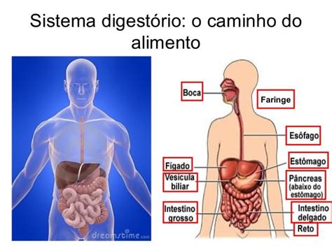 Sistema Digestório