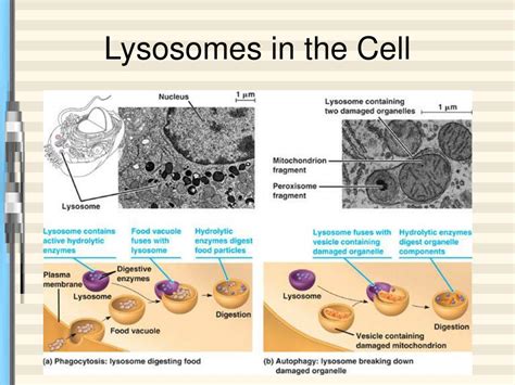 Plant Cell Lysosome Cell Endosomes Plant Structure Function Journal ...