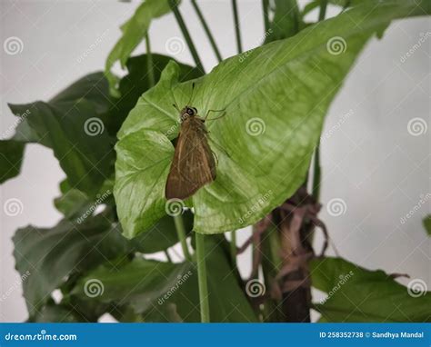 A Small Moth is Resting on the Leaf of a Plant Stock Photo - Image of ...