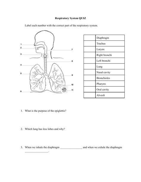 Respiratory System Quiz