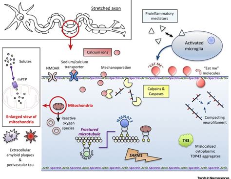 Mechanical Stretch Leads To Undulation Of The Axon And Activation Of