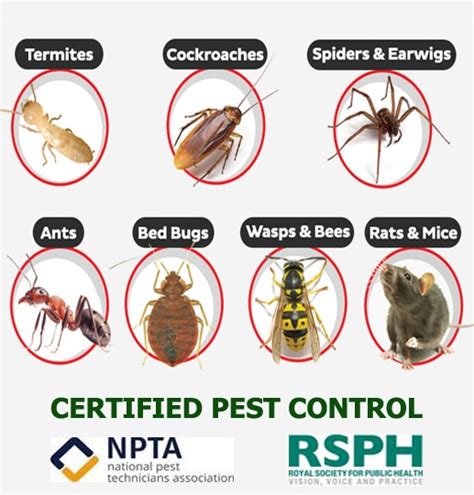 Pest Control In London 24 Hour Pest Control Services Ecoserve