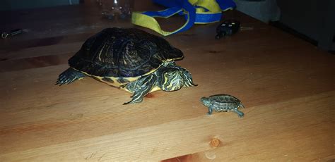 When Shelly Met Squirt Imgur