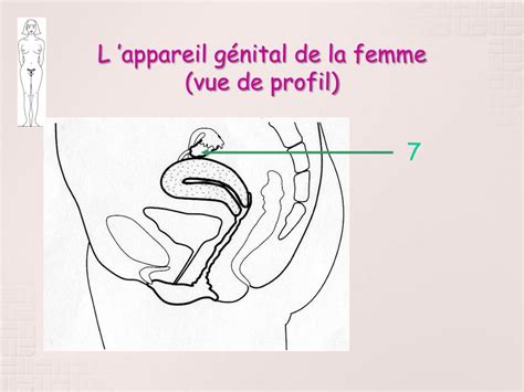 Ppt L Appareil Génital De La Femme Powerpoint Presentation Free