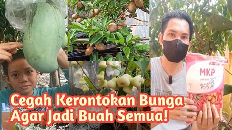 Cara Mencegah Kerontokan Bunga Jadi Buah Semua Atasirontokbunga