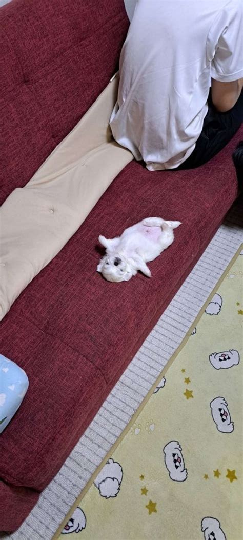 可愛すぎて泣いちゃう ソファに落ちてる赤ちゃん犬にネット民メロメロ「天使にしか見えない」「尊い」全文表示｜jタウンネット