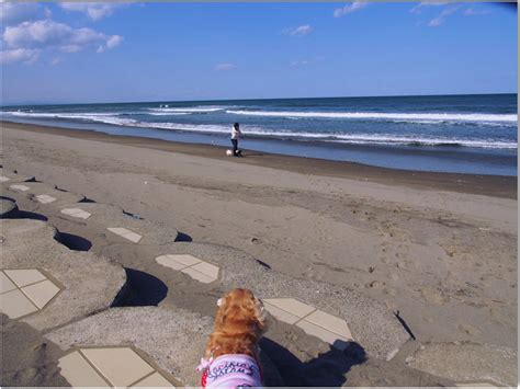 有名なひたち海浜公園＆鹿島灘海浜公園のご紹介で〜す！もちろん、わんこと一緒の旅ですよ〜♪ 4wansシニアシスターズ