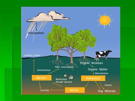 Matter Cycles Through Ecosystems Chapter Section Carbon Cycle