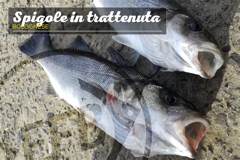 Spigole A Bolognese In Trattenuta Bloccata Elba Fishing Blog