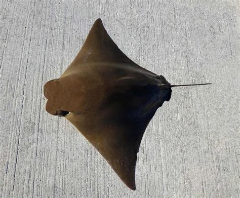 Cownose Ray Mexican