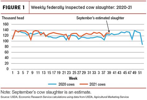 Higher Cow Slaughter And Carcass Weights Raise 2021 Beef Production