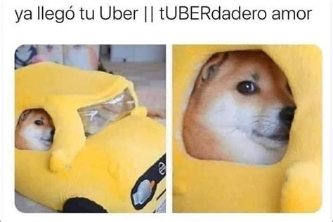 Shina Inu Tuberdadero Amor Meme Ya Llegó Tu Uber Tuberdadero Amor