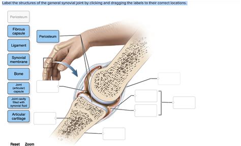 Solved Label The Structures Of The General Synovial Joint By Chegg