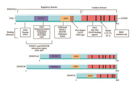 Structure Of DNMT3A Splice Isoforms DNMT3B And DNMT3L Shown Here Is