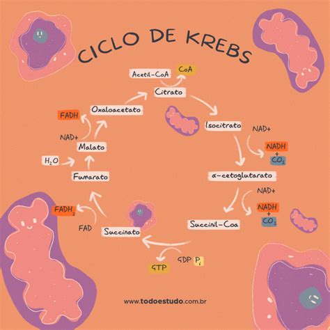 Mapa Mental Ciclo De Krebs Docsity Porn Sex Picture Hot Sex Picture