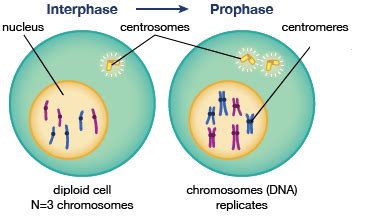 Mitosis Sureden Your Education Partner