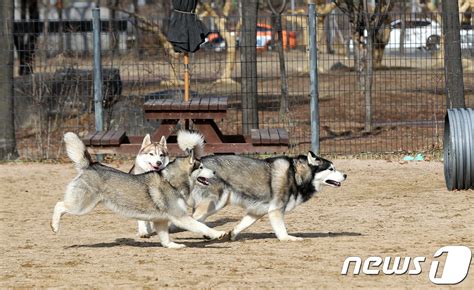 도시공원 펫놀이터 설치진천군 개정 조례안 입법예고 네이트 뉴스