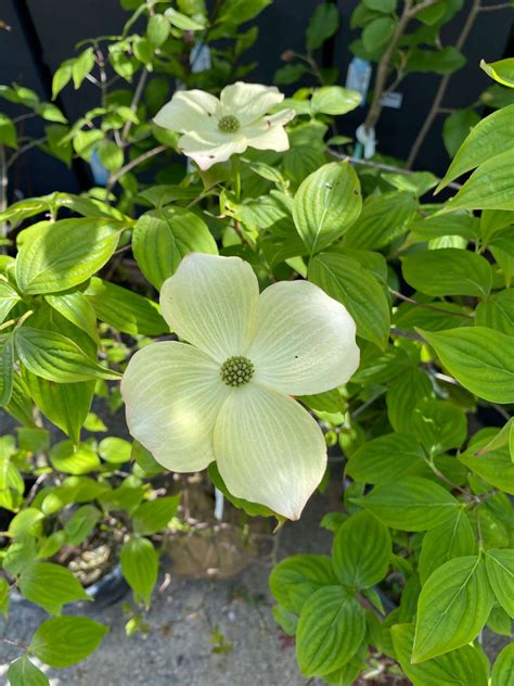 Dogwood Trees Bloom In May