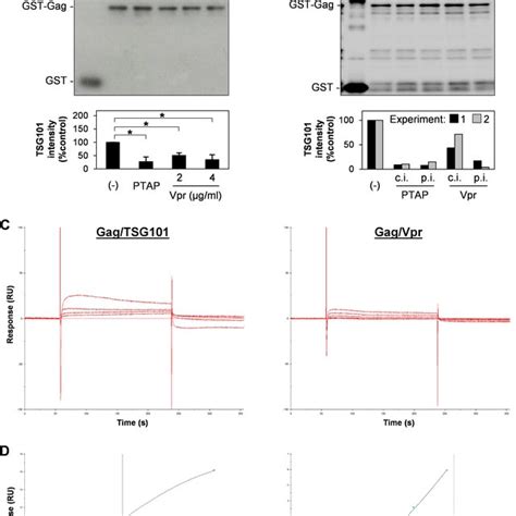 Vpr Competes With TSG101 For Binding To Gag A GST Or GST Gag Protein