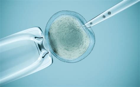 The Fertility Treatment Process