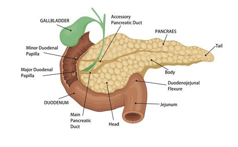 Anatomie Et Physiologie De La V Sicule Biliaire Espace M Dico