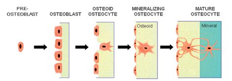 Diagram Of Osteocyte Lamela Gonzaga Biologi Terdapat Tulang