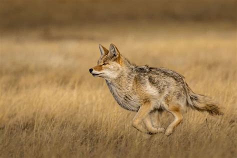 Do Coyotes Bark? Understand the 11 Common Sounds They Make - A-Z Animals