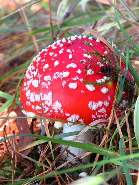 Fly Agaric Mushroom Autumn Free Photo On Pixabay Pixabay