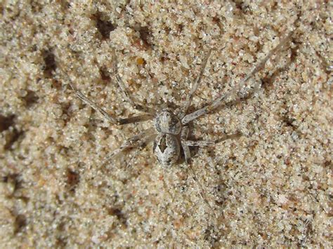 Running Crab Spider Philodromidae Running Crab Spider P Flickr