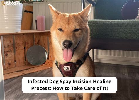 Infected Dog Spay Incision Healing Process: How to Take Care of It!