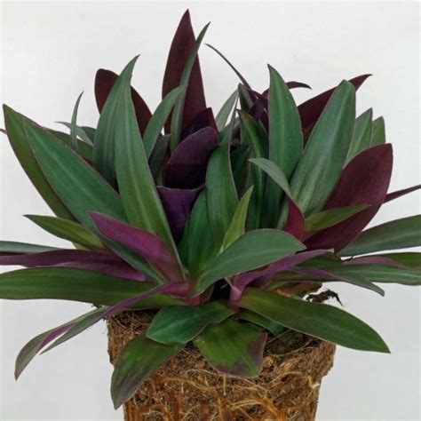 Rhoeo Tradescantia Spathacea Plant Wild Roots