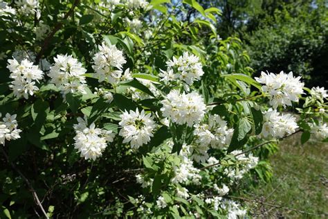 Deutzia Planter Entretenir Tailler Et Bouturer