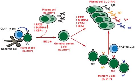 Frontiers Cytokine Mediated Regulation Of Plasma Cell Generation Il