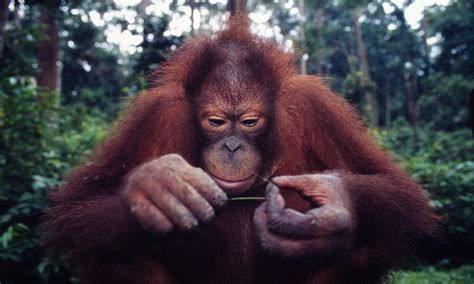 What Do Orangutans Eat