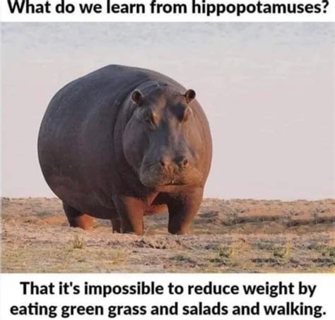 But Hippos Can Run Faster Than Usain Bolt Gag