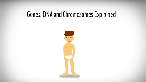 Genes DNA And Chromosomes Explained YouTube