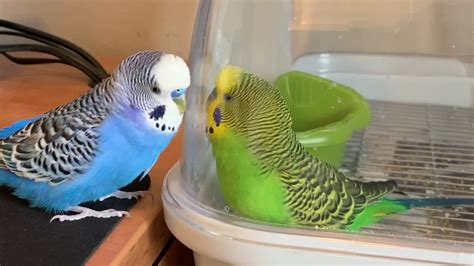 Two Parakeets Talk To Each Other Whilst Talking To Their Own Reflections Youtube