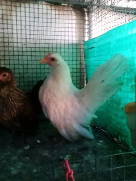 Ayam serama betina Hitam putih – Jual Beli Hewan Jadi Mudah