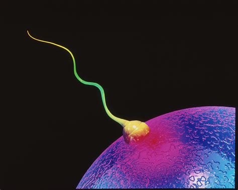 Computer Art Of Sperm And Egg During Fertilisation Photograph By Mehau