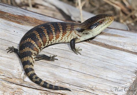 Juvenile Eastern Blue Tongued Skink Central Gippsland Vic Flickr