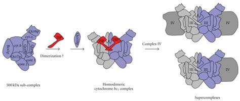 Schematic Model Depicting The Last Steps Of Assembly Of The Yeast