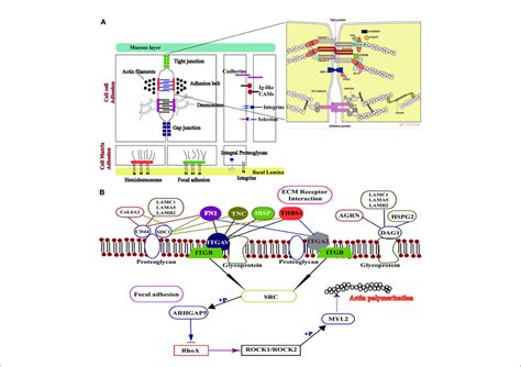 Image Of ECM Receptor Interaction And The Focal Adhesion Signaling