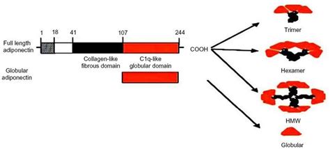 Domains and structure of adiponectin: Full-length adiponectin is ...